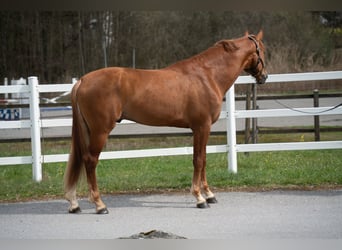 Belgian Warmblood, Gelding, 4 years, 16 hh, Chestnut-Red