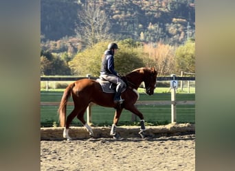 Belgisches Warmblut, Wallach, 4 Jahre, 16 hh, Fuchs