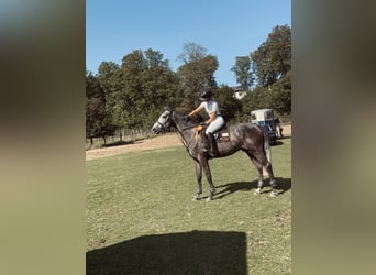 Belgian Warmblood, Gelding, 4 years, 16 hh, Gray