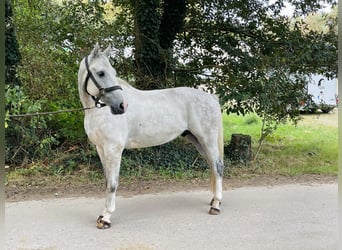 Belgian Warmblood, Gelding, 4 years, 16 hh, Gray