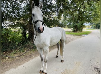 Belgian Warmblood, Gelding, 4 years, 16 hh, Gray