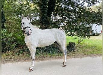 Belgisches Warmblut, Wallach, 4 Jahre, 16 hh, Schimmel