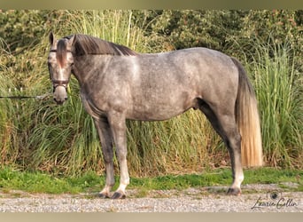 Belgian Warmblood, Gelding, 4 years, 16 hh, Grey