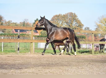 Belgian Warmblood, Gelding, 4 years, 16,1 hh, Bay-Dark