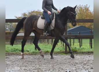 Belgian Warmblood, Gelding, 4 years, 16,1 hh, Bay-Dark
