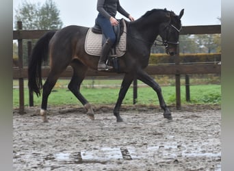 Belgian Warmblood, Gelding, 4 years, 16,1 hh, Bay-Dark