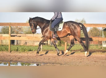 Belgian Warmblood, Gelding, 4 years, 16,1 hh, Bay-Dark