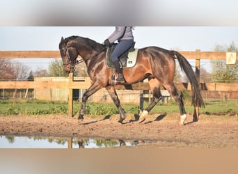 Belgian Warmblood, Gelding, 4 years, 16,1 hh, Bay-Dark