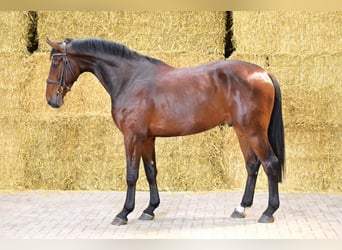 Belgian Warmblood, Gelding, 4 years, 16,1 hh, Bay
