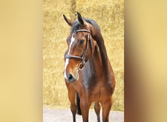 Belgian Warmblood, Gelding, 4 years, 16,1 hh, Bay
