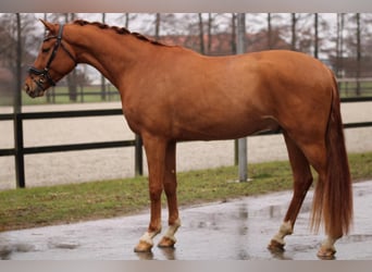 Belgian Warmblood, Gelding, 4 years, 16,1 hh, Chestnut-Red