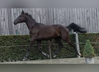 Belgian Warmblood, Gelding, 4 years, 16,2 hh, Black