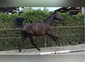 Belgian Warmblood, Gelding, 4 years, 16,2 hh, Black