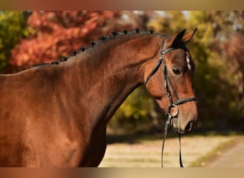 Belgian Warmblood, Gelding, 4 years, 16,2 hh, Brown
