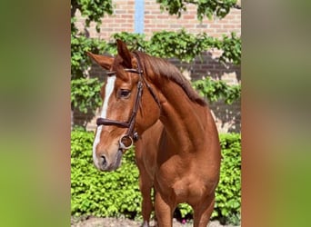 Belgian Warmblood, Gelding, 4 years, 16,2 hh, Chestnut