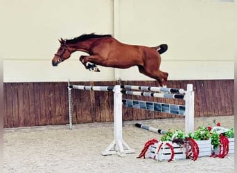 Belgian Warmblood, Gelding, 4 years, 16,2 hh, Chestnut