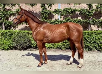 Belgian Warmblood, Gelding, 4 years, 16,2 hh, Chestnut