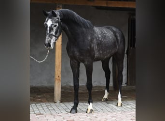 Belgian Warmblood, Gelding, 4 years, 16,2 hh, Grey-Dapple