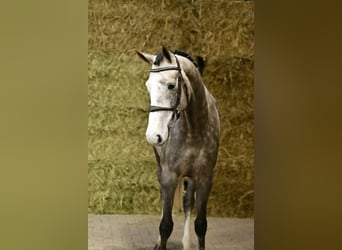 Belgian Warmblood, Gelding, 4 years, 16,2 hh, Grey
