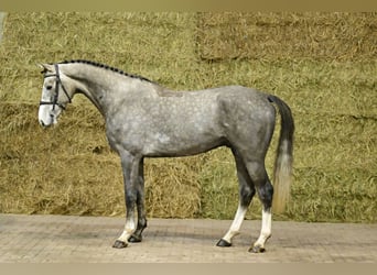 Belgian Warmblood, Gelding, 4 years, 16,2 hh, Grey