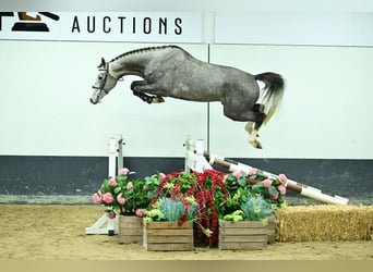 Belgian Warmblood, Gelding, 4 years, 16,2 hh, Grey