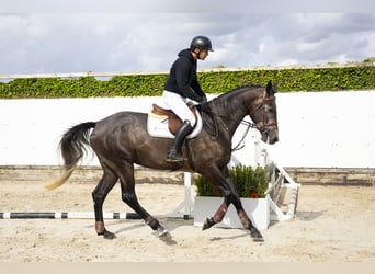 Belgian Warmblood, Gelding, 4 years, 16,2 hh, Grey