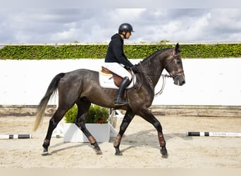Belgian Warmblood, Gelding, 4 years, 16,2 hh, Grey