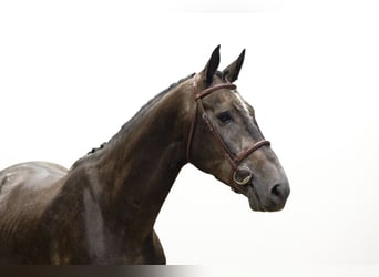 Belgian Warmblood, Gelding, 4 years, 16,2 hh, Grey