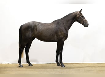 Belgian Warmblood, Gelding, 4 years, 16,2 hh, Grey