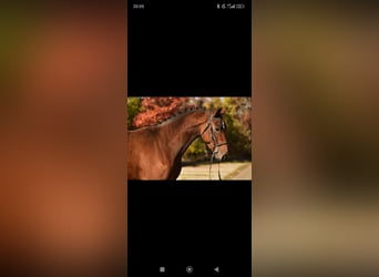 Belgian Warmblood, Gelding, 4 years, 16,3 hh, Brown