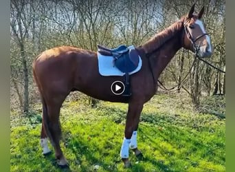 Belgian Warmblood, Gelding, 4 years, 17,1 hh, Chestnut-Red