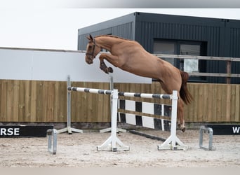 Belgian Warmblood, Gelding, 4 years, 17,1 hh, Chestnut-Red