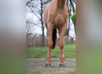 Belgian Warmblood, Gelding, 4 years, 17,1 hh, Chestnut-Red