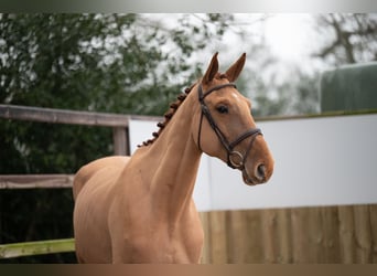 Belgian Warmblood, Gelding, 4 years, 17,1 hh, Chestnut-Red