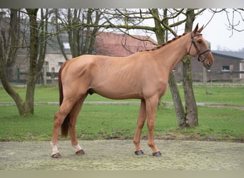 Belgian Warmblood, Gelding, 4 years, 17,1 hh, Chestnut-Red