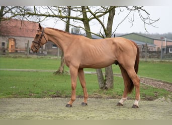 Belgian Warmblood, Gelding, 4 years, 17,1 hh, Chestnut-Red