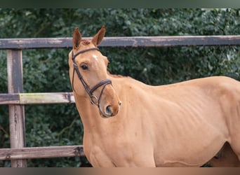 Belgian Warmblood, Gelding, 4 years, 17,1 hh, Chestnut-Red