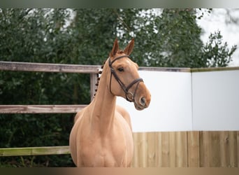 Belgian Warmblood, Gelding, 4 years, 17,1 hh, Chestnut-Red