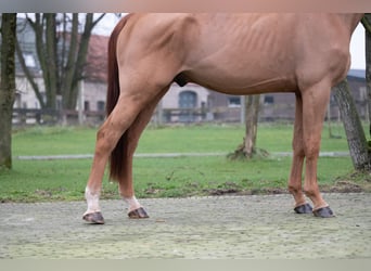 Belgian Warmblood, Gelding, 4 years, 17,1 hh, Chestnut-Red