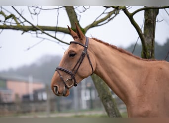 Belgian Warmblood, Gelding, 4 years, 17,1 hh, Chestnut-Red