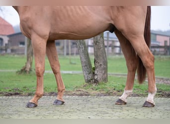 Belgian Warmblood, Gelding, 4 years, 17,1 hh, Chestnut-Red