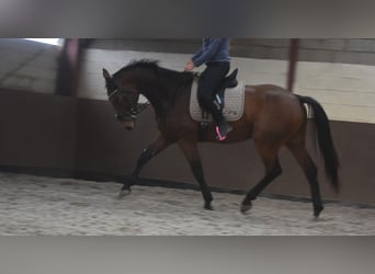 Belgian Warmblood, Gelding, 4 years, 17 hh, Brown
