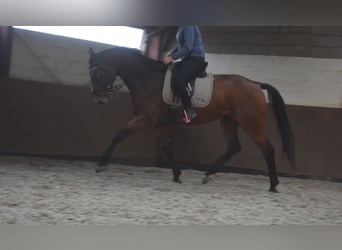 Belgian Warmblood, Gelding, 4 years, 17 hh, Brown