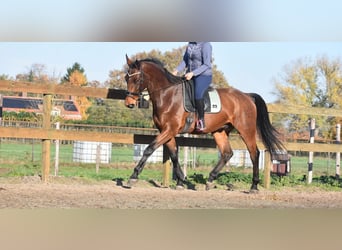 Belgian Warmblood, Gelding, 4 years, 17 hh, Brown