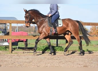 Belgian Warmblood, Gelding, 4 years, 17 hh, Brown