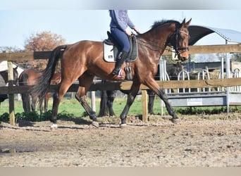 Belgian Warmblood, Gelding, 4 years, 17 hh, Brown