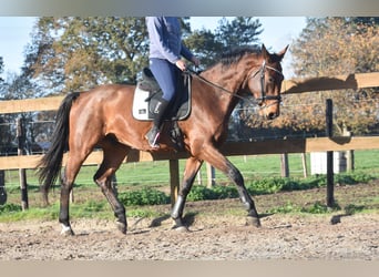 Belgian Warmblood, Gelding, 4 years, 17 hh, Brown