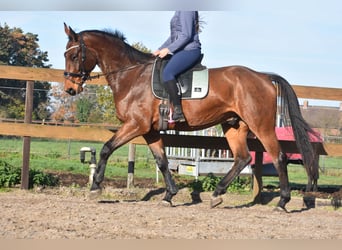 Belgian Warmblood, Gelding, 4 years, 17 hh, Brown