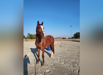Belgian Warmblood, Gelding, 4 years, 18 hh, Chestnut-Red