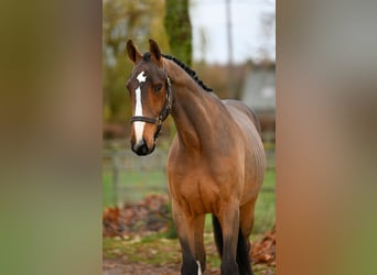 Belgian Warmblood, Gelding, 4 years, Brown